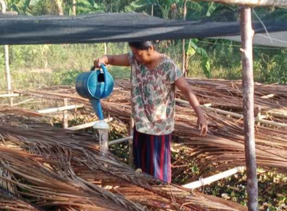 A woman tends to seeds and saplings in a Puerto Princesa tree restoration project in the Philippines. 